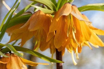 Bulbo dell’anno: una primavera regale si prepara in autunno con la Fritillaria