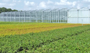 Assicurazioni: proroga al 31 maggio per colture autunno-primaverili e permanenti