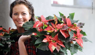 Germania, Poinsettia über alles