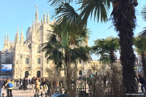 MILANO - Piazza Duomo: addio palme e banani, arrivano rododendri e canfore