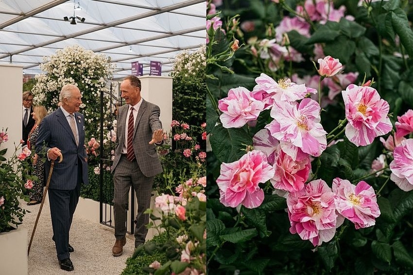 Rose e Royals, l’accoppiata vincente nel segno della beneficenza