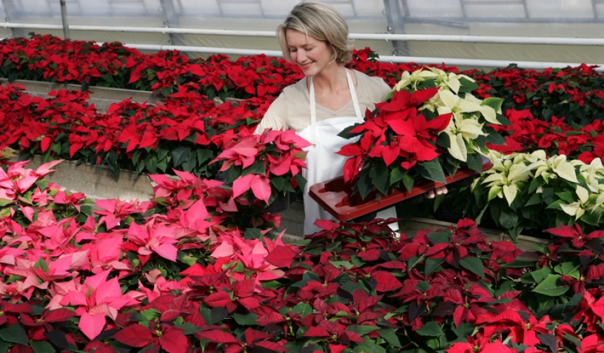 Appelli di Asproflor e Assofloro: scegliete le Stelle di Natale per aiutare i floricoltori italiani