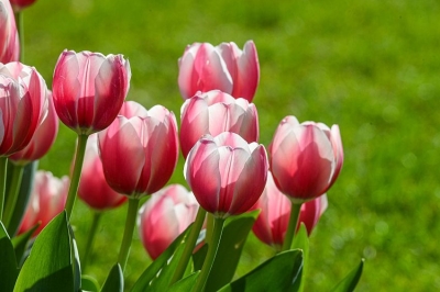 Meraviglia al Parco Giardino Sigurtà: 100 mila tulipani colorano l’autunno