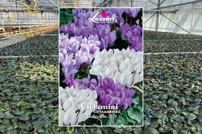 Lazzeri, disponibile il Catalogo Ciclamini 2026
