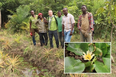 Sorpresa: la ninfea più piccola al mondo non è estinta, vive ancora nel Ruanda meridionale