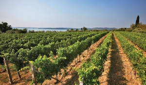 Consorzio del Lugana: viticoltori e florovivaisti in difesa della biodiversità