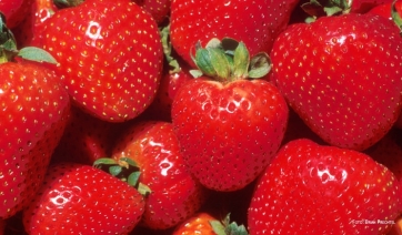 Piccoli frutti, il punto delle ricerche contro le principali fitopatie / 1