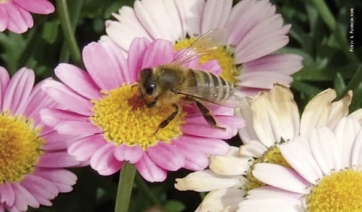 Pesticidi neonicotinoidi: novità in arrivo a inizio del 2018
