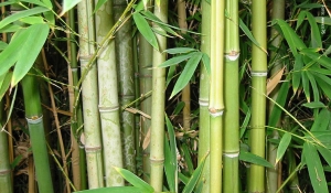Nasce BambApp, un social network interamente dedicato al mondo dei bamboo