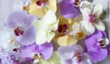 Che fine farà il mercato  delle orchidee in Europa?