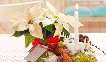 Stelle di Natale: paesaggio invernale step by step