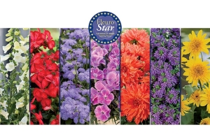 Premio FleuroStar 2025 di Fleuroselect: svelate le magnifiche candidate