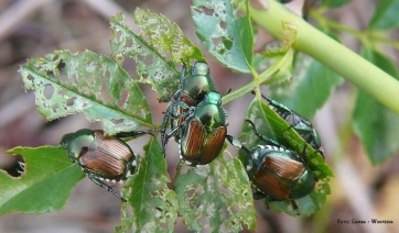 Popillia japonica: l’Attila delle piante assedia Milano 