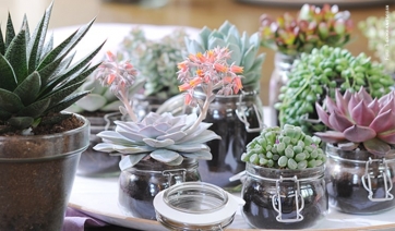 La “febbre delle succulente” in Asia fa crescere il contrabbando in California