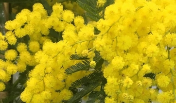 8 marzo: l’effetto mimosa vale 15 mln di Euro