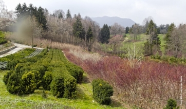 Piemonte: al via il bando per imboschire terreni agricoli e non agricoli