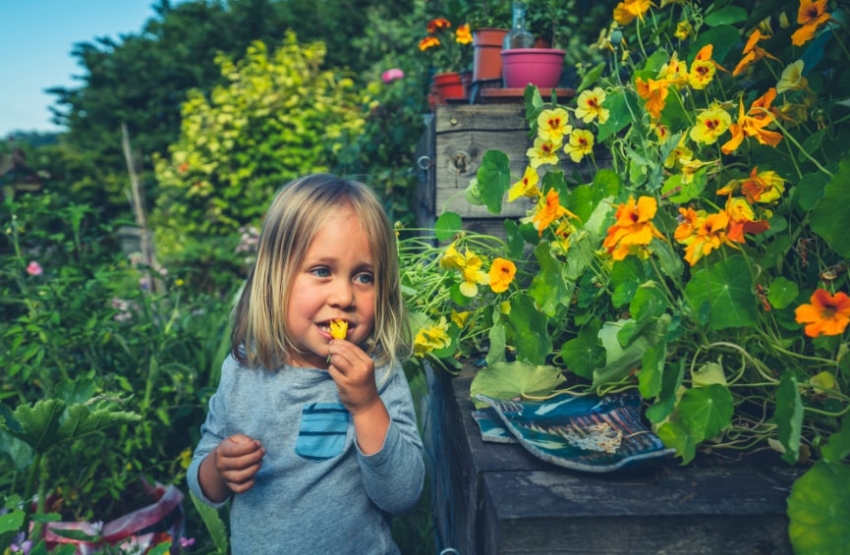Fiori in tavola. Quando la natura si fa cibo, bellezza e memoria