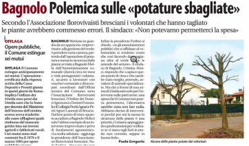 Danni da capitozzatura, si ricorre alla Corte dei Conti