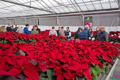 Il richiamo delle Stelle di Natale Lazzeri, dai Poinsettia Trials in Olanda all’Open Day in Italia