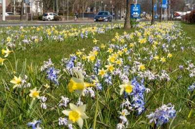 Verde pubblico: in autunno si gioca la partita per le bulbose a fioritura primaverile