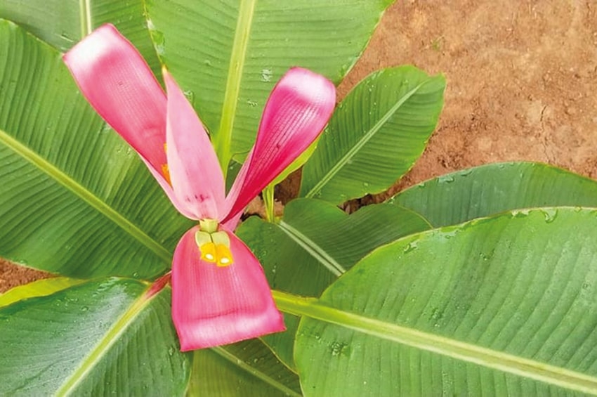 Fiori e fronde recise: l’India scommette sui banani ornamentali