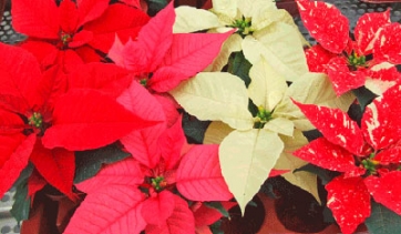 Poinsettia, tornano le prove varietali di Veneto Agricoltura - ROSOLINA (RO), venerdì 12 Dicembre 2014