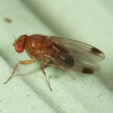 Drosophila suzukii su piccoli frutti è ora di passare al “contrattacco”