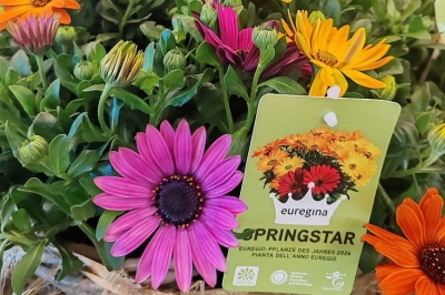 La Pianta dell&rsquo;Anno dell&rsquo;Euregio "Tirolo-Alto Adige-Trentino" debutta con l&rsquo;Osteospermum Springstar