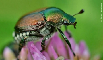 Popillia japonica, l’assessore lombardo Fava bacchetta i media