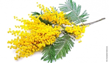 Mimose nel segno della donna, dell’ambiente e del Made in Italy