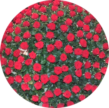 San Valentino: il maltempo &quot;gela&quot; la spesa. Salvi i fiori