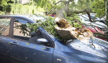 Maltempo, nuove stragi di alberi, ma è sempre questione di manutenzione