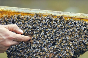 Il 20 Maggio è la Giornata mondiale delle api