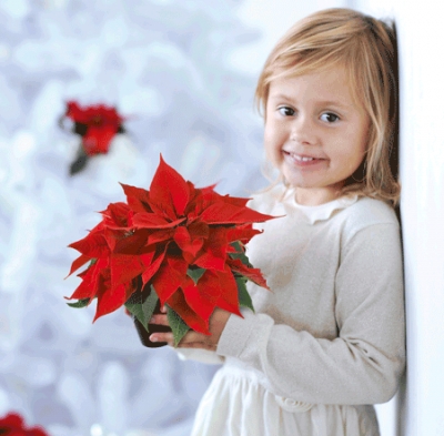 Natale 2012: 14 milioni di “Stelle” nelle case degli italiani